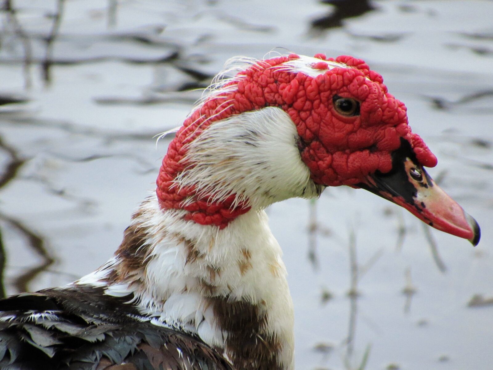 Canon PowerShot SX530 HS sample photo. Duck, bird, water bird photography