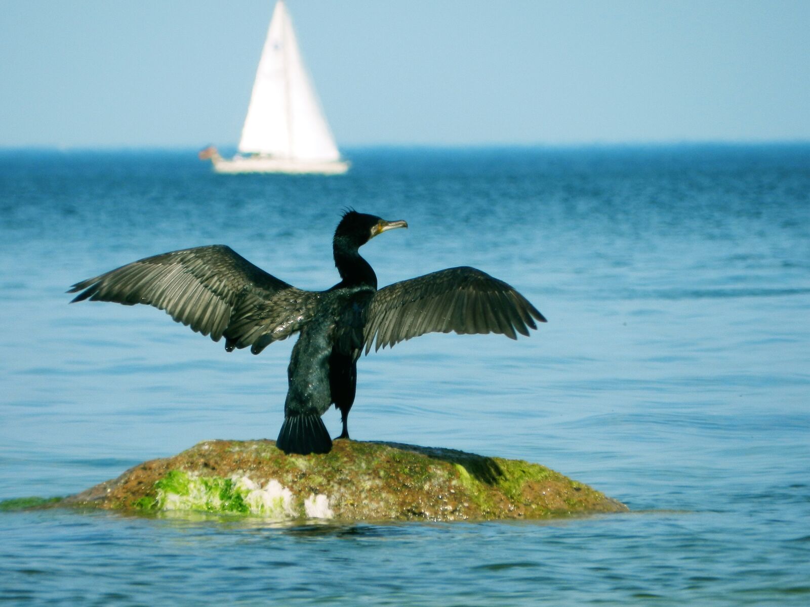 Nikon Coolpix P500 sample photo. Cormorant, bird, baltic sea photography