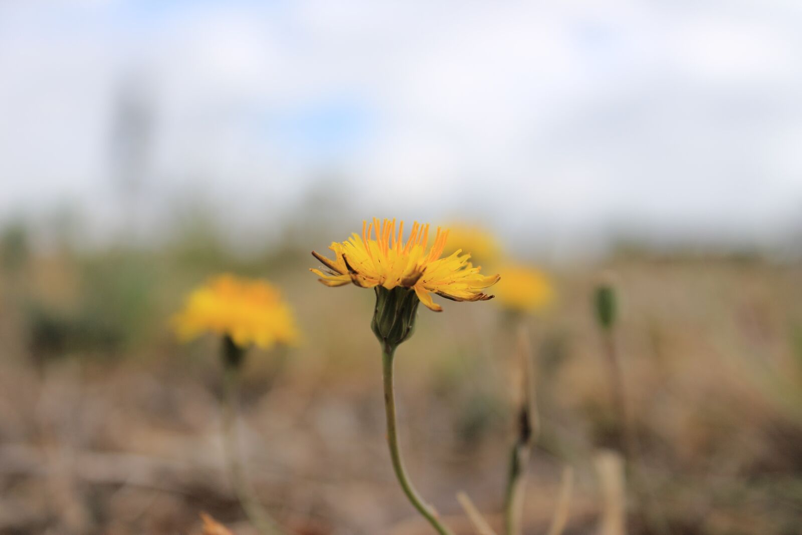 Canon EOS 1100D (EOS Rebel T3 / EOS Kiss X50) sample photo. Flower, plant, yellow photography