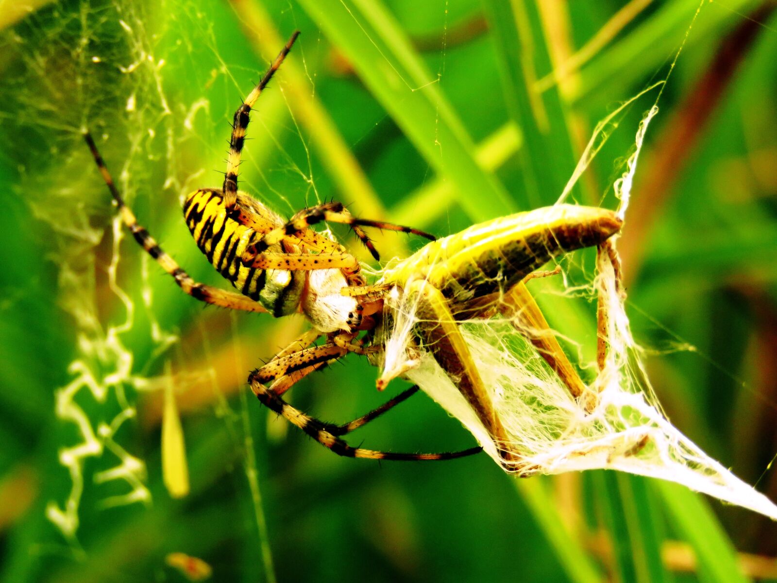 Canon PowerShot SX60 HS sample photo. Spider, tiger spider, wasp photography