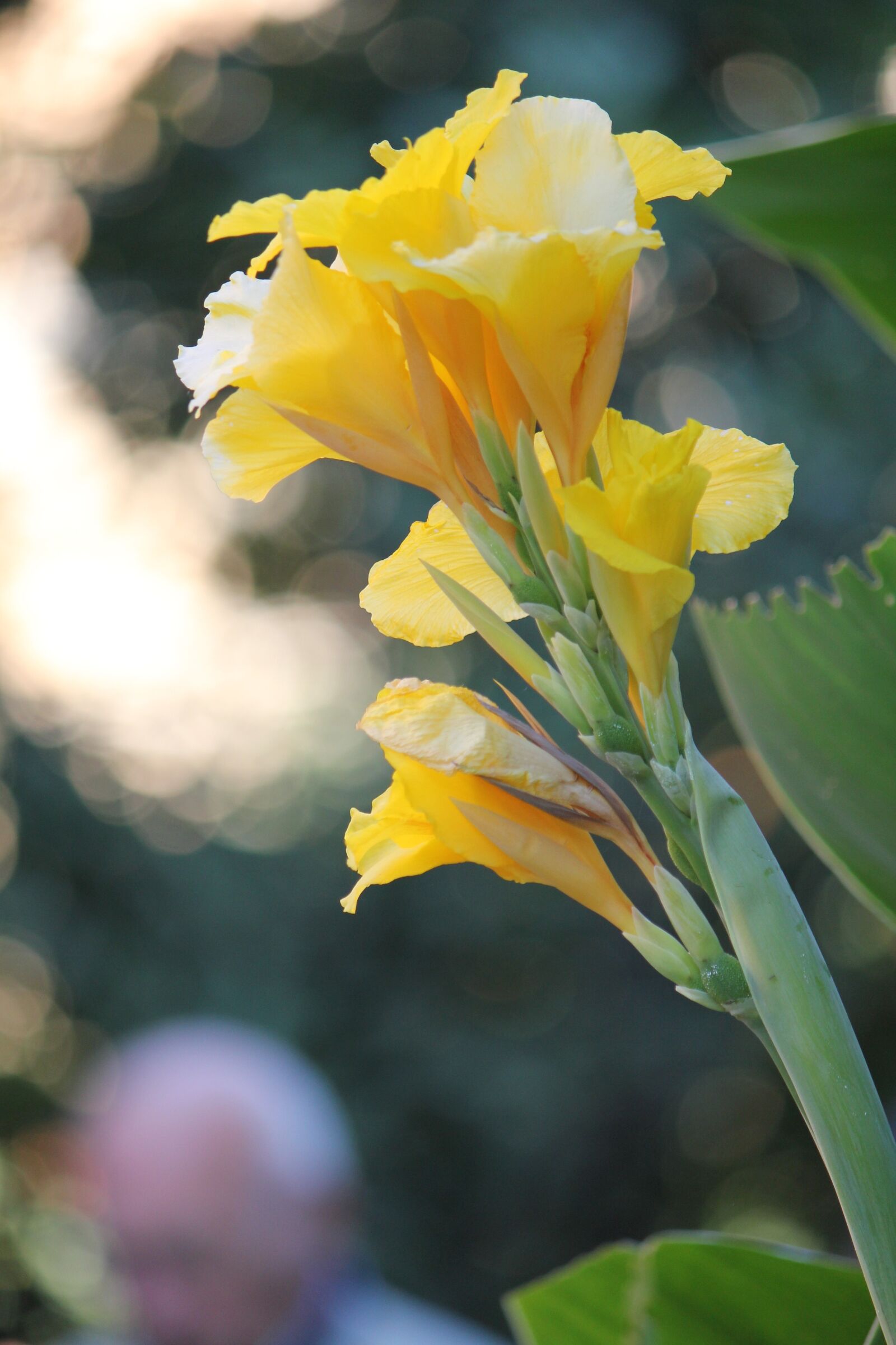 Canon EOS 550D (EOS Rebel T2i / EOS Kiss X4) sample photo. Lily, flower, nature photography