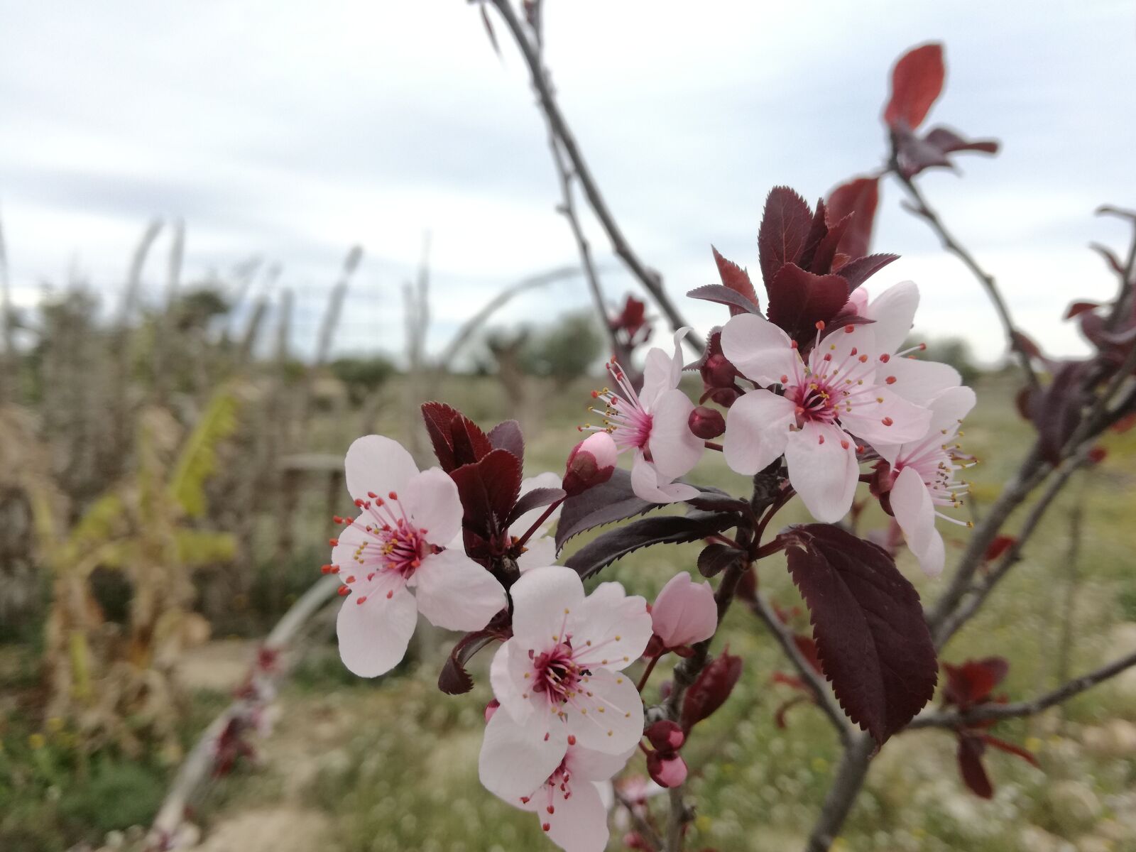 HUAWEI P9 LITE sample photo. Flower, branch, tree photography