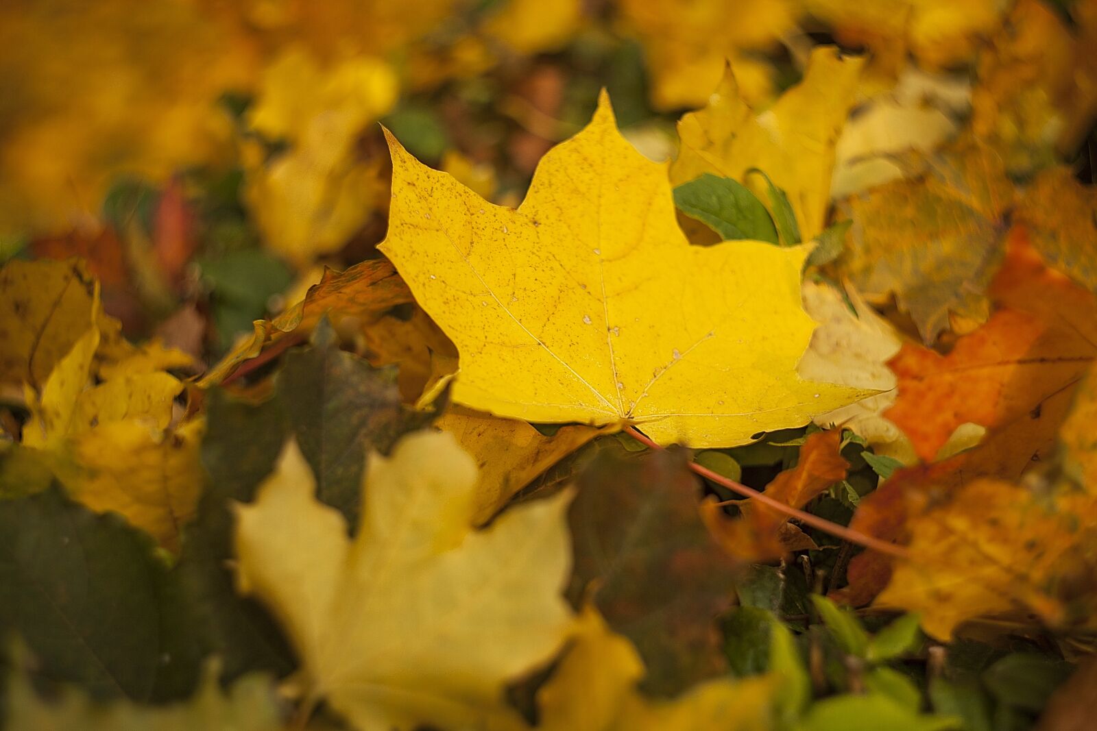 Canon EOS 5D Mark II sample photo. Autumn, sheet, maple photography