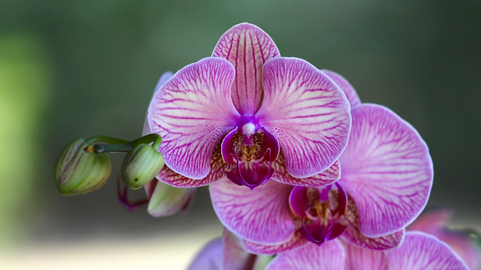 Canon EF 180mm F3.5L Macro USM sample photo. Orchid, flower, blossom photography