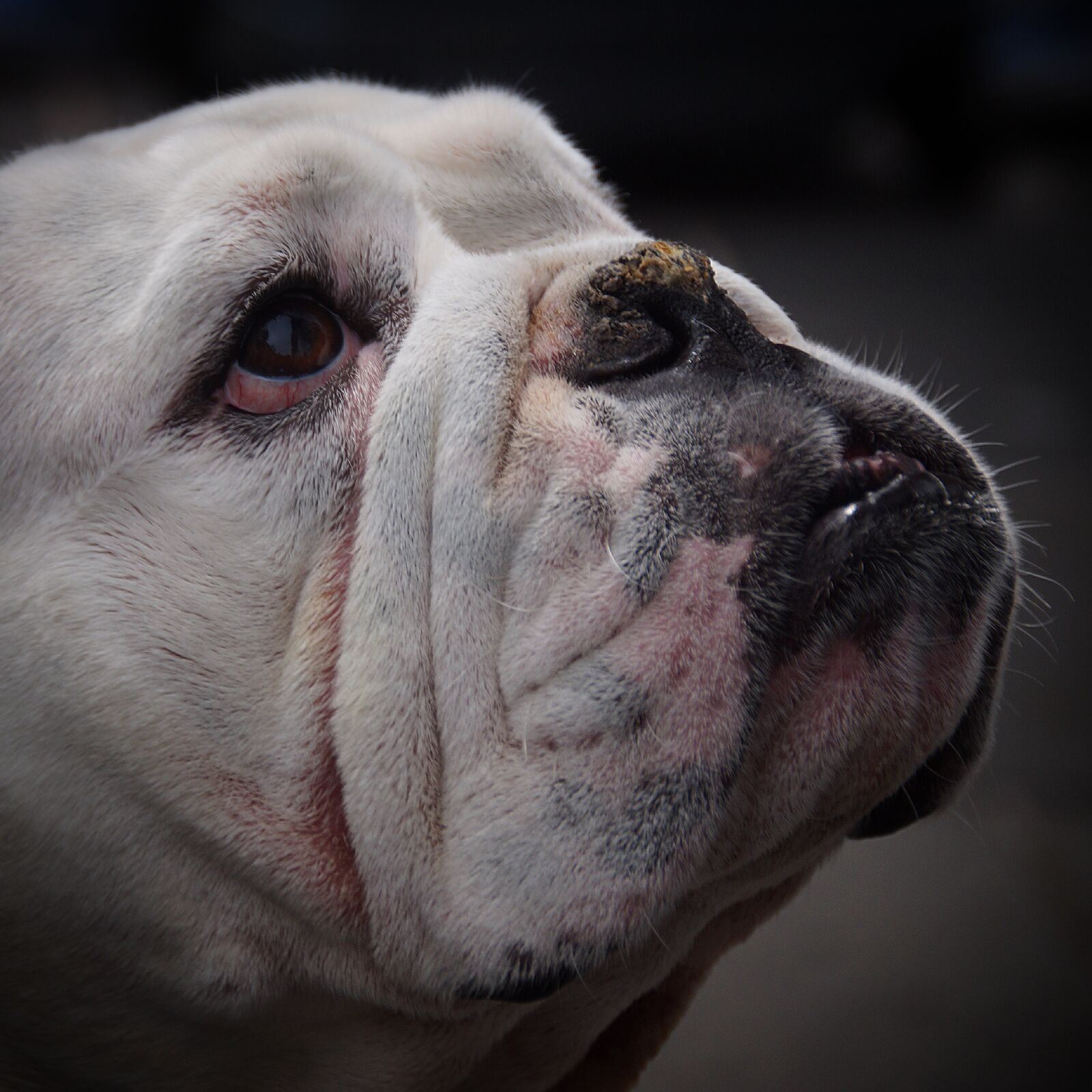 Sony SLT-A58 sample photo. Dog, pug, pet photography