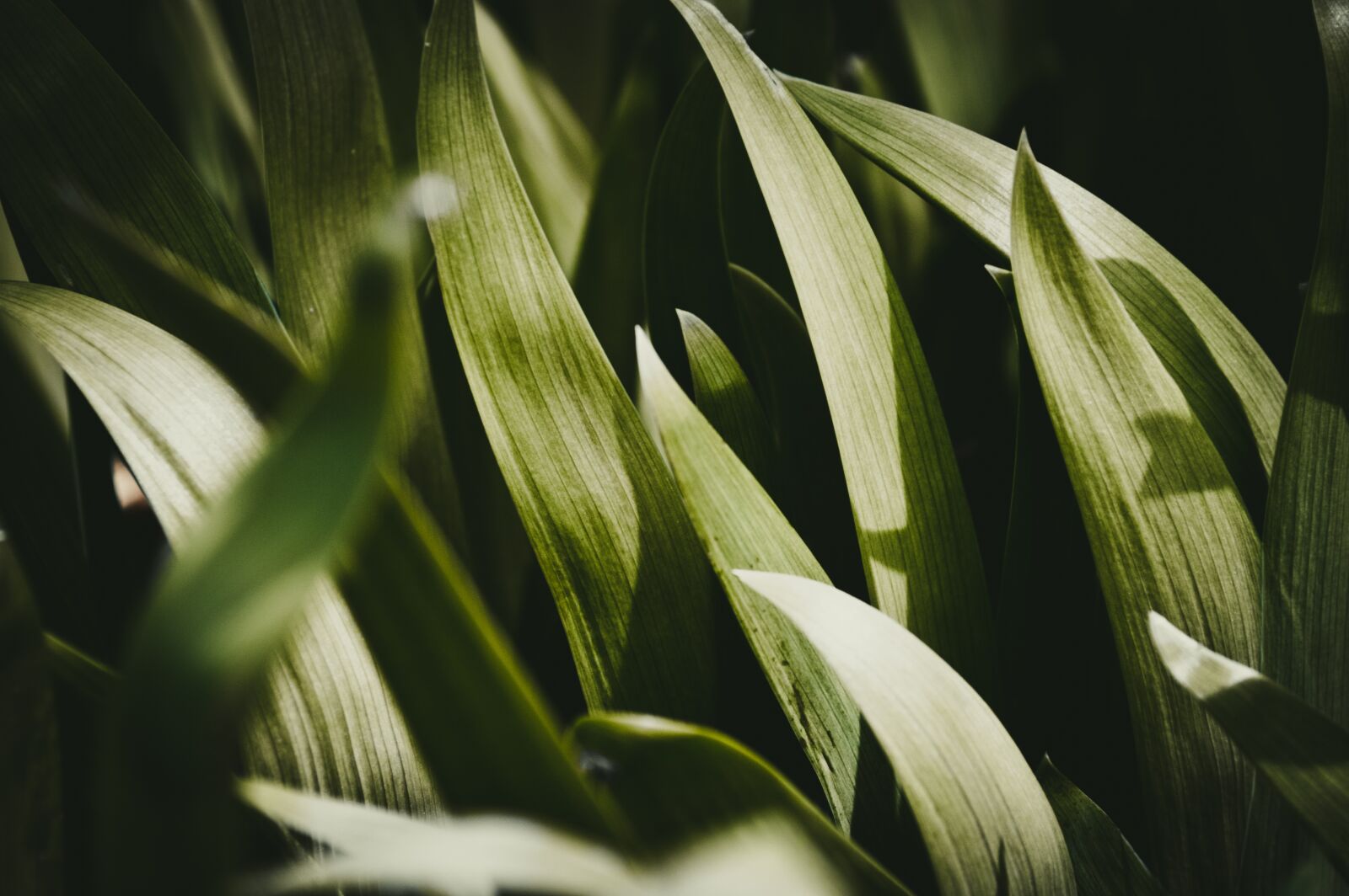Nikon D3200 sample photo. Grass, large blades of photography