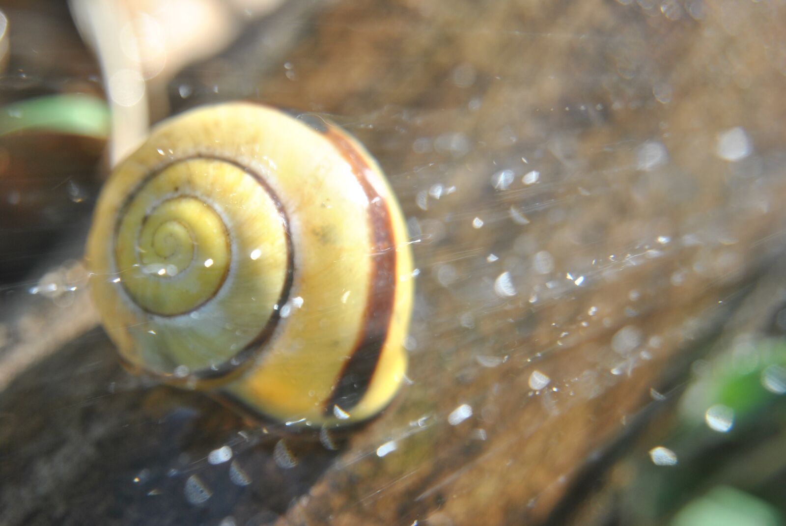 Nikon D3000 sample photo. Snail, macro, garden photography