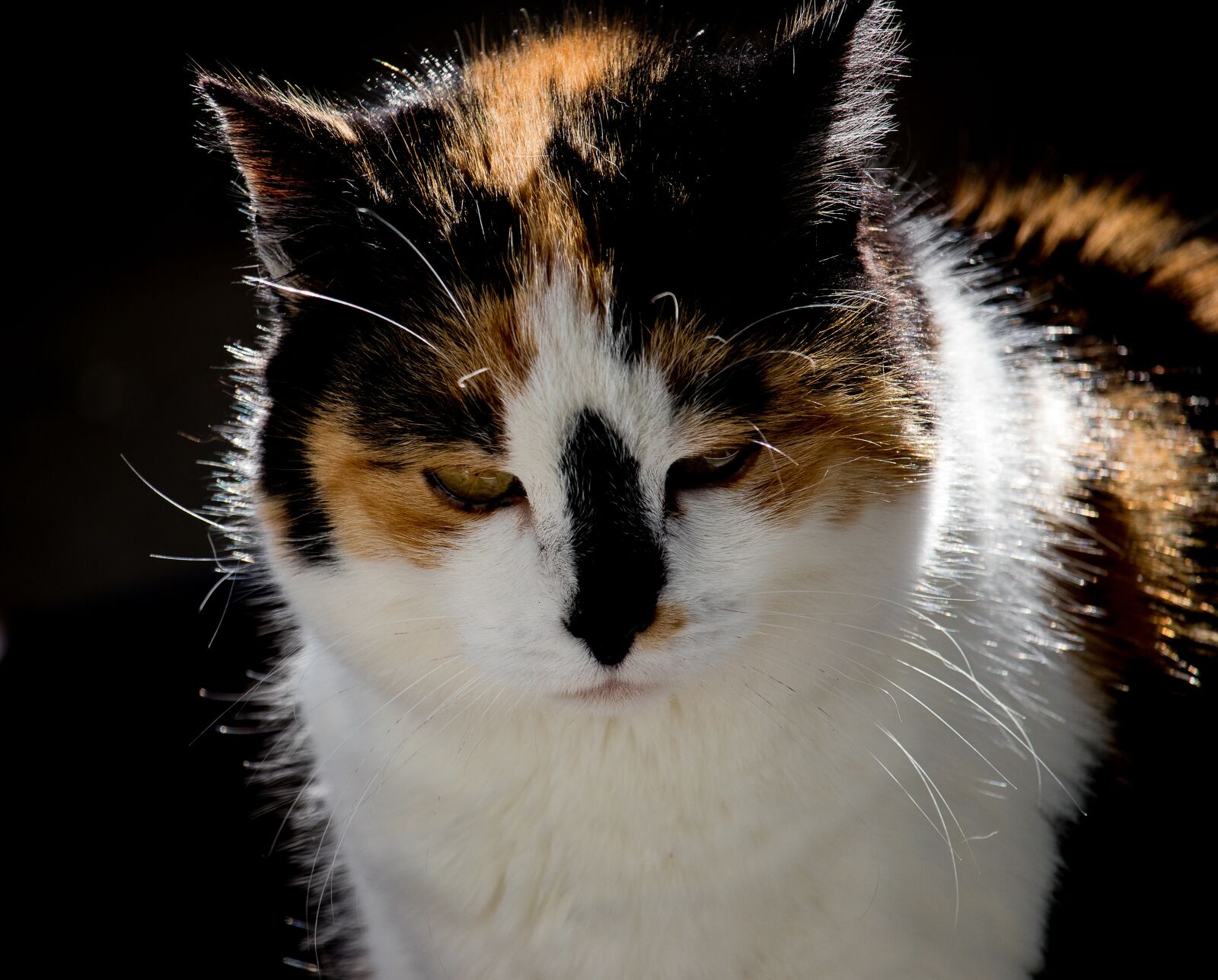 Canon EF-S 55-250mm F4-5.6 IS STM sample photo. Cat, mammal, animal photography