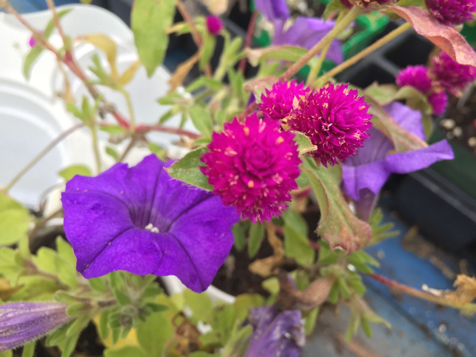 iPhone 6 back camera 4.15mm f/2.2 sample photo