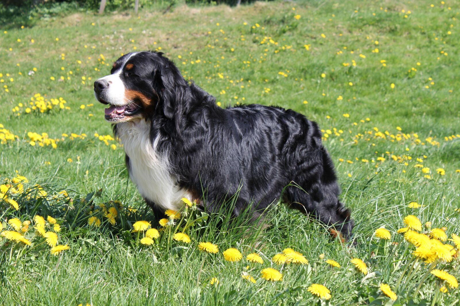 Canon EOS 60D + Canon EF-S 18-55mm F3.5-5.6 IS sample photo. Bernese mountain dog, dog photography