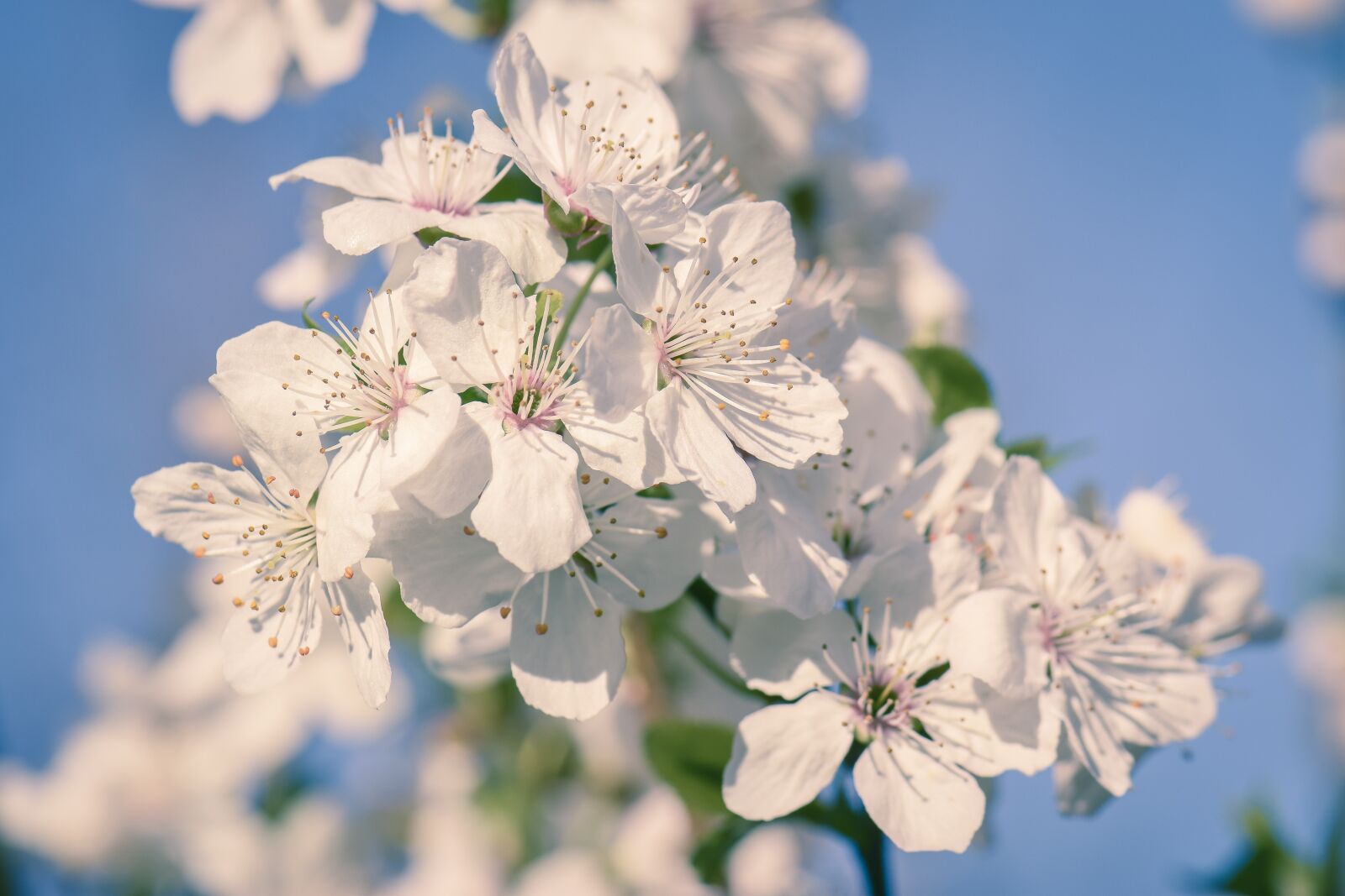 Nikon D5300 sample photo. Cherry, blossom, bloom photography