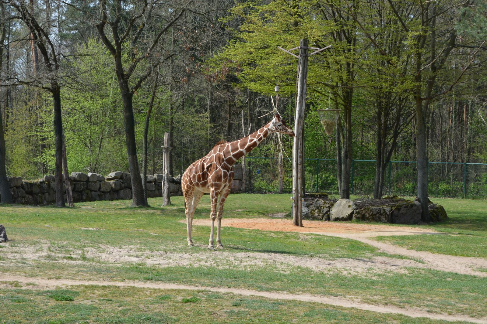 Nikon D5200 sample photo. Giraffe, zoo, tiergarten photography