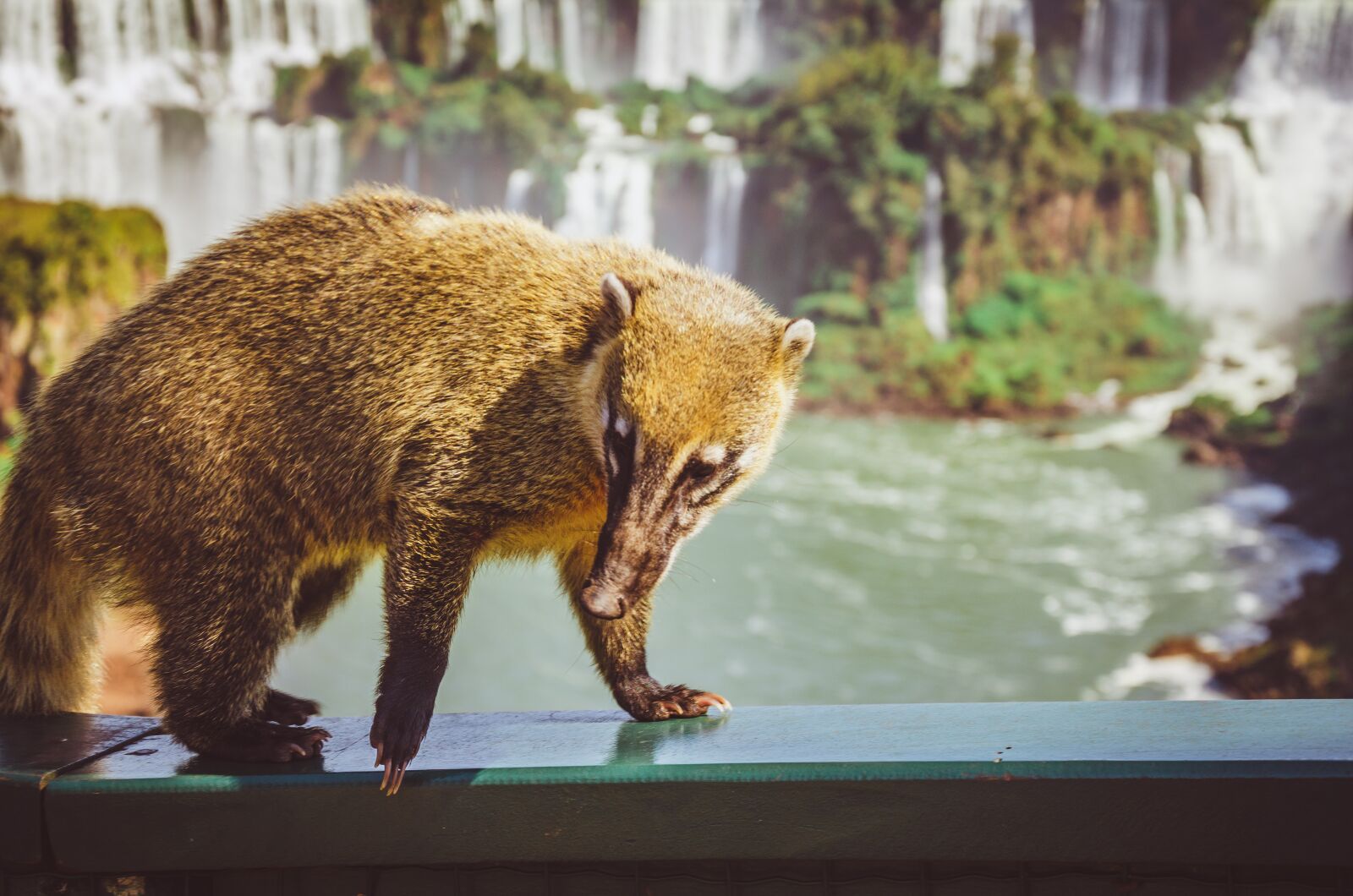 Nikon D7000 sample photo. Waterfall, coati, cataracts photography
