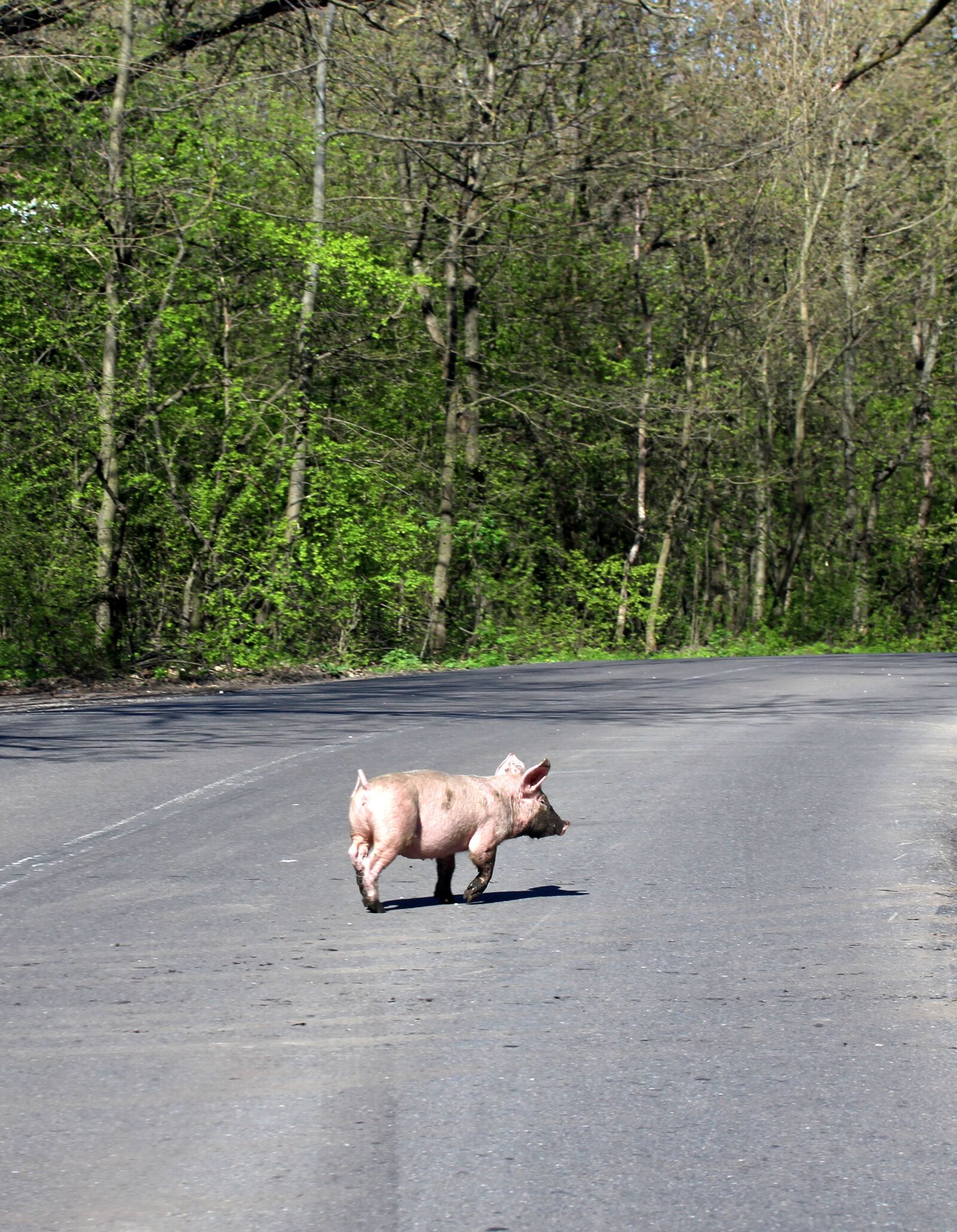 Canon EOS 700D (EOS Rebel T5i / EOS Kiss X7i) sample photo. Pig, street, crossing photography