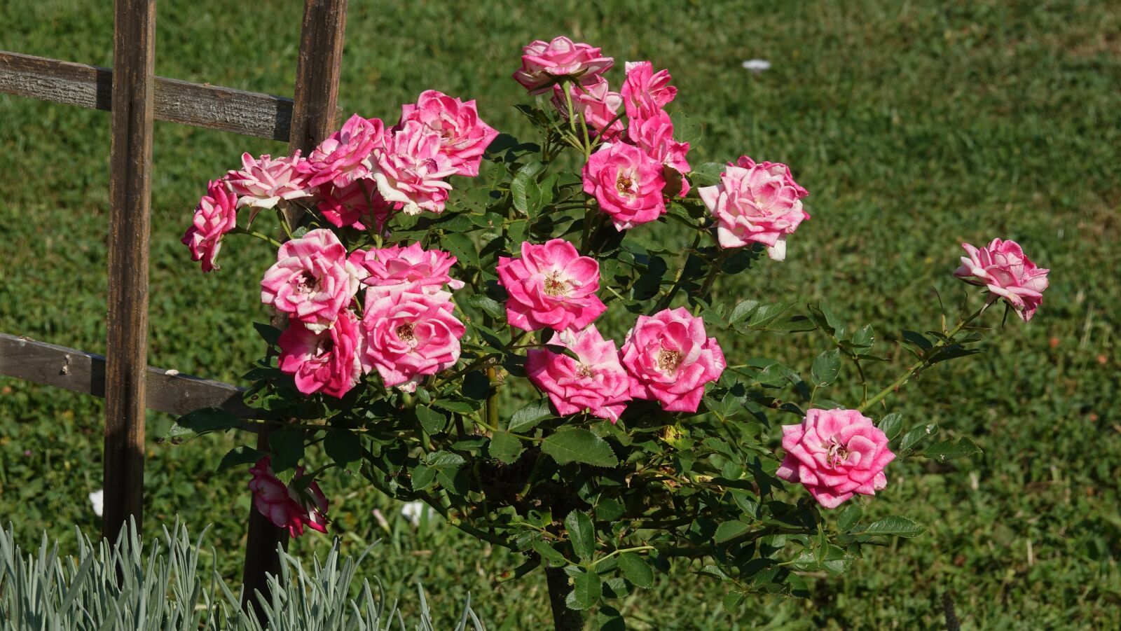 Sony Cyber-shot DSC-RX10 III sample photo. Roses, summer, nature photography