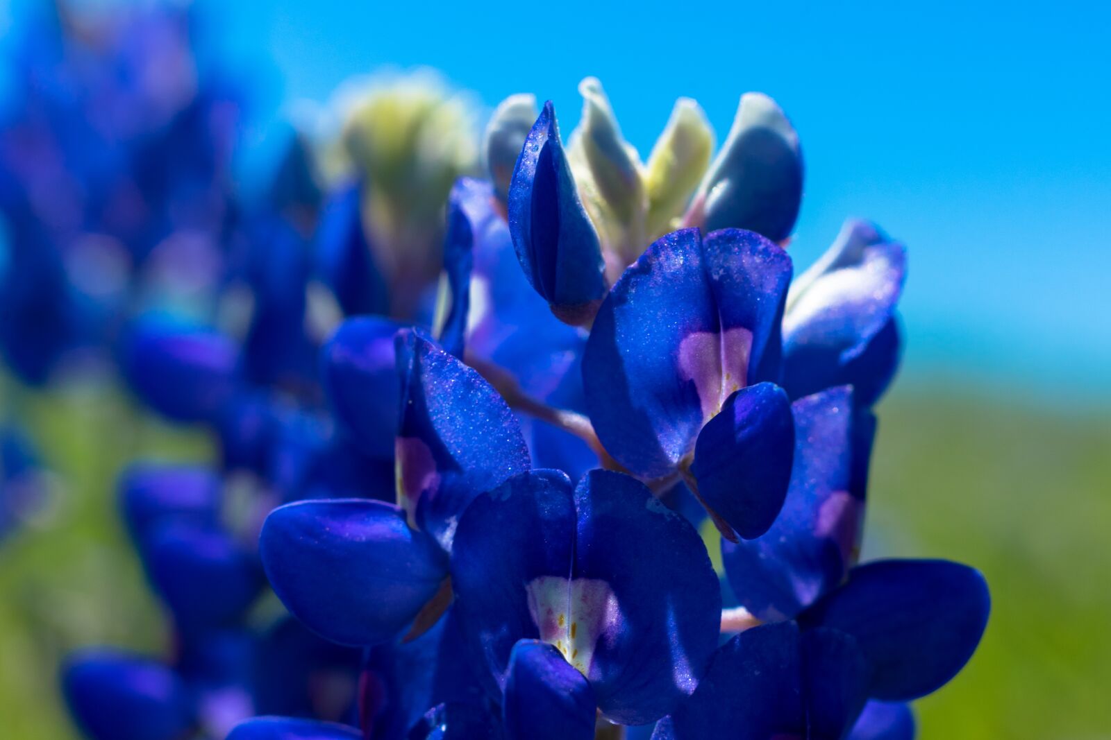 Sony a7 II + Sony FE 50mm F1.8 sample photo. Blue bonnet, texas, outdoor photography