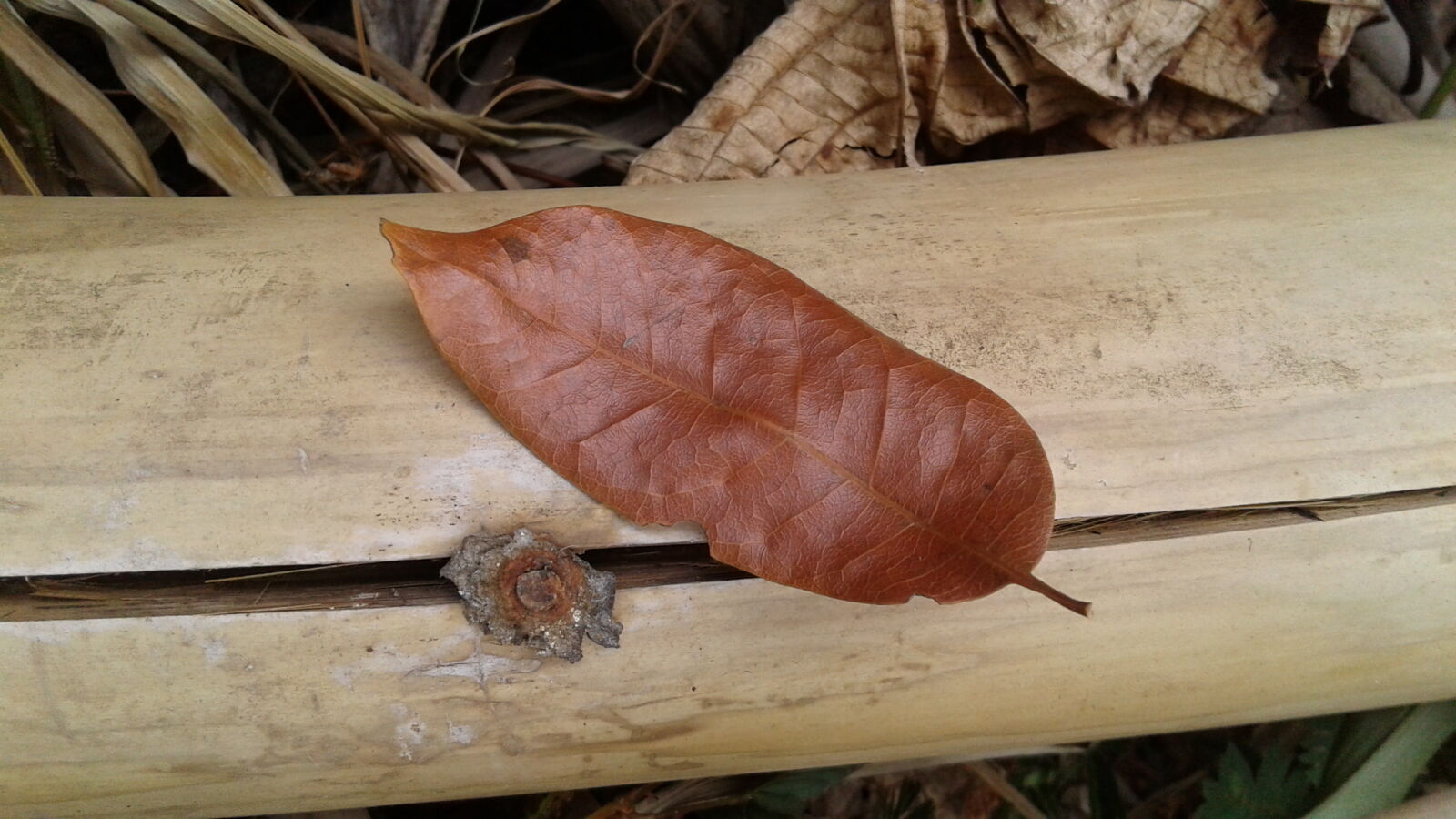 Samsung Galaxy J2 sample photo. Bamboo, blur, board, close photography