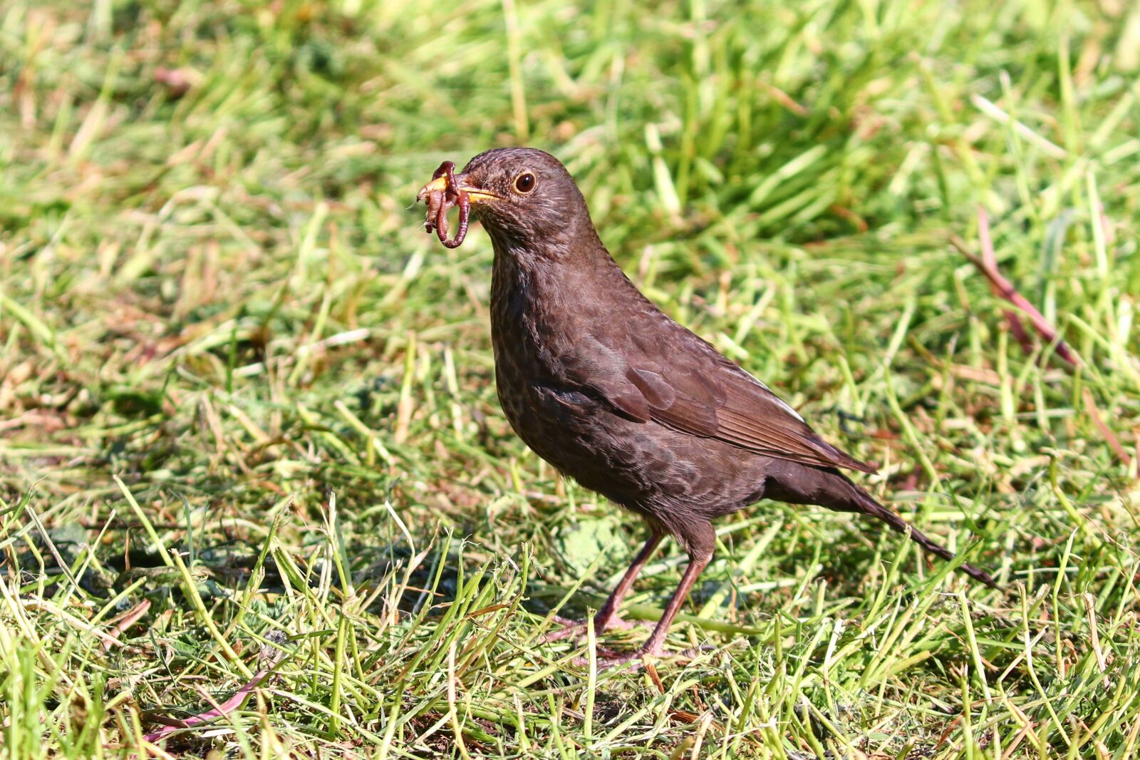Canon EOS 200D (EOS Rebel SL2 / EOS Kiss X9) sample photo. Blackbird, earthworm, bill photography