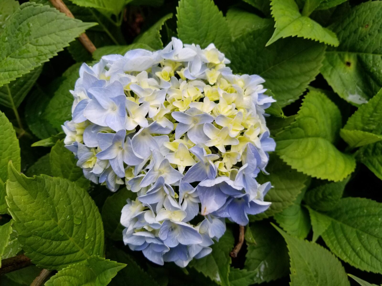 Samsung Galaxy S8 sample photo. Beautiful, blue, hydrangea photography