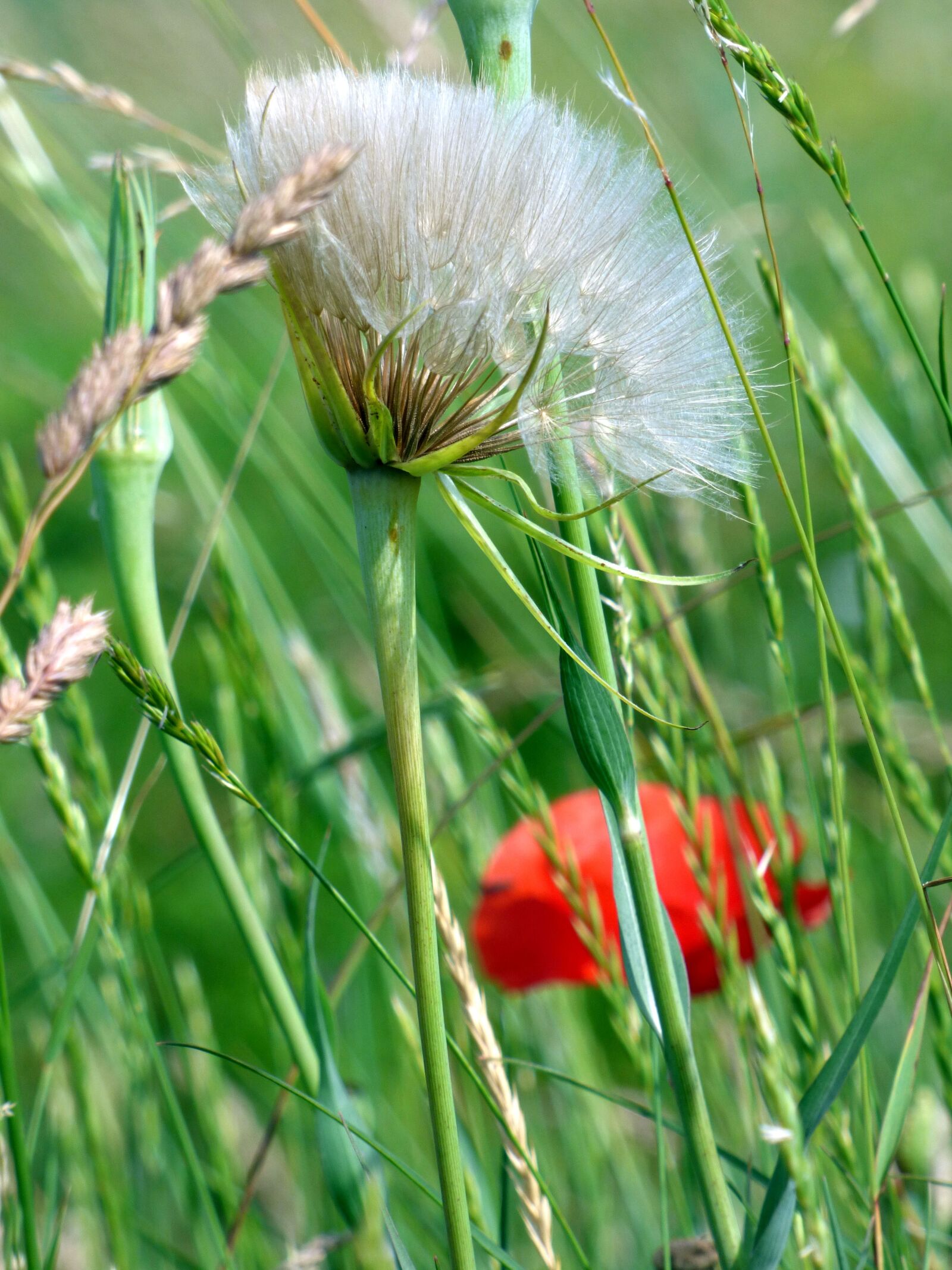 Panasonic DMC-FZ72 sample photo. Wild flower, poppy, nature photography