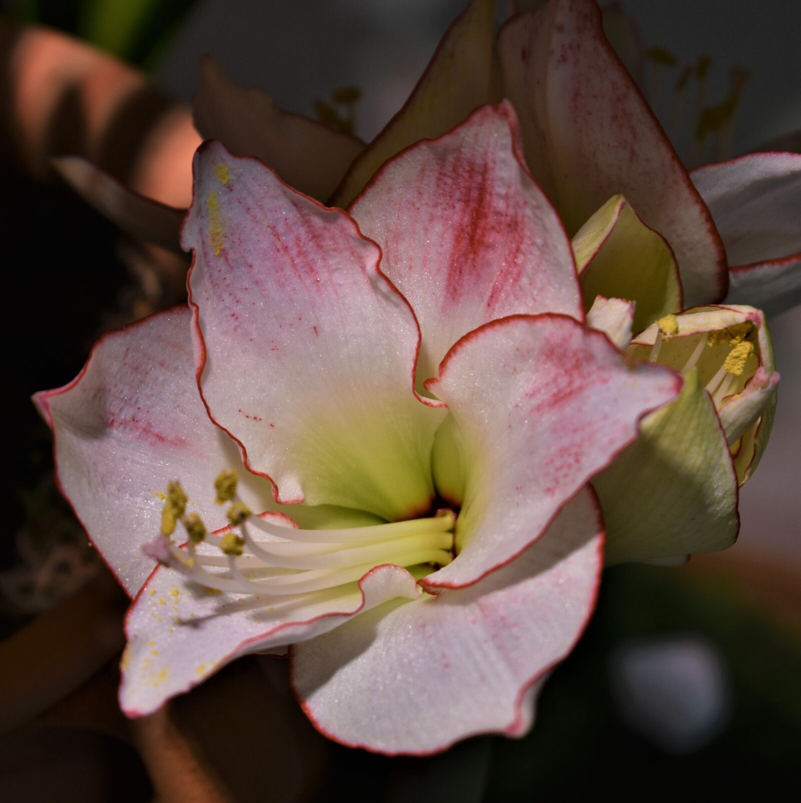 Nikon D3400 sample photo. Plant, amaryllis, flower photography