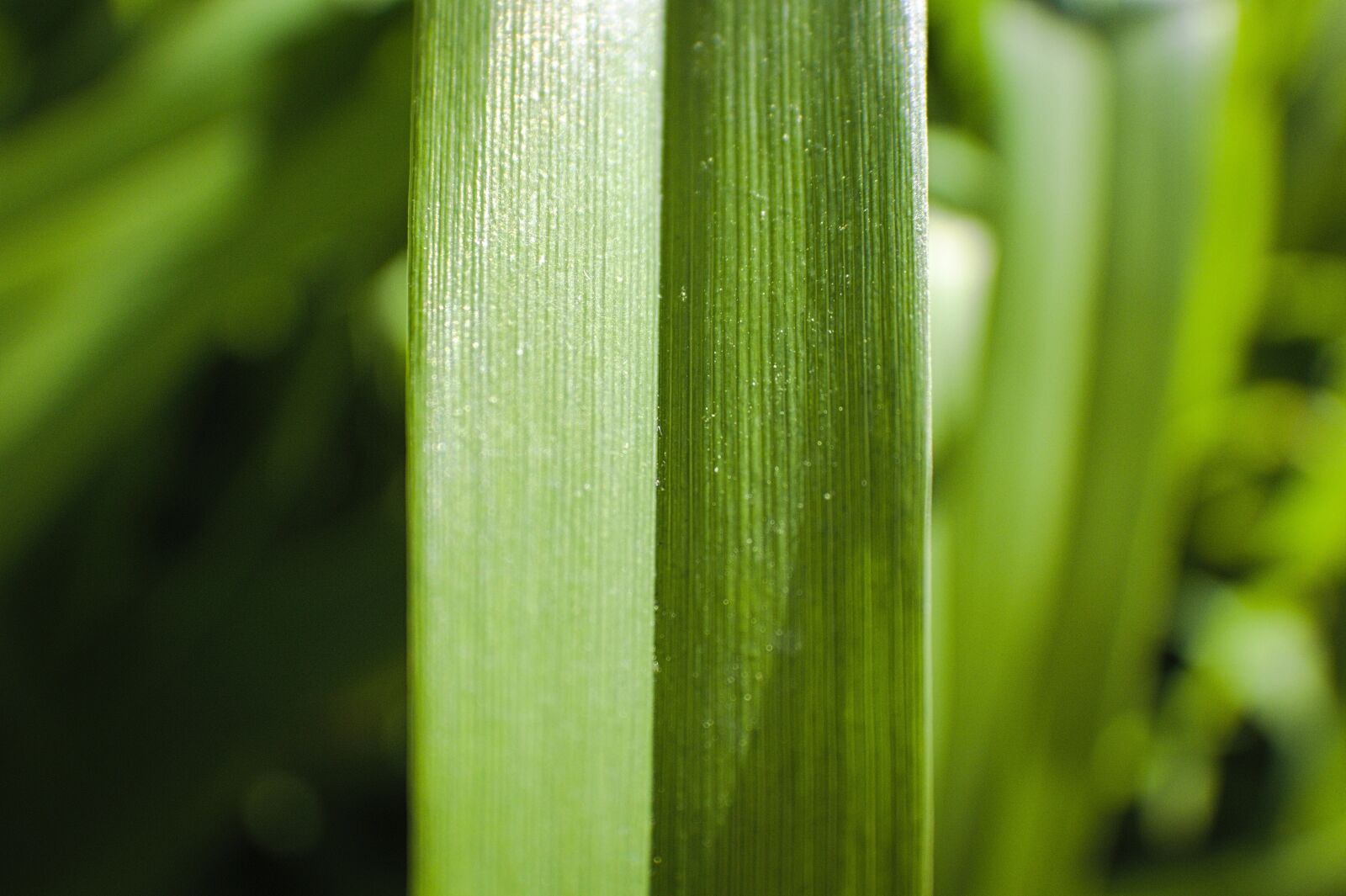 Canon EOS 1200D (EOS Rebel T5 / EOS Kiss X70 / EOS Hi) sample photo. Grass, blade of grass photography