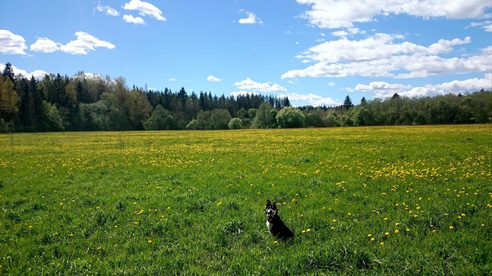 Sony Xperia Z2 sample photo. Nature, dog, forest photography