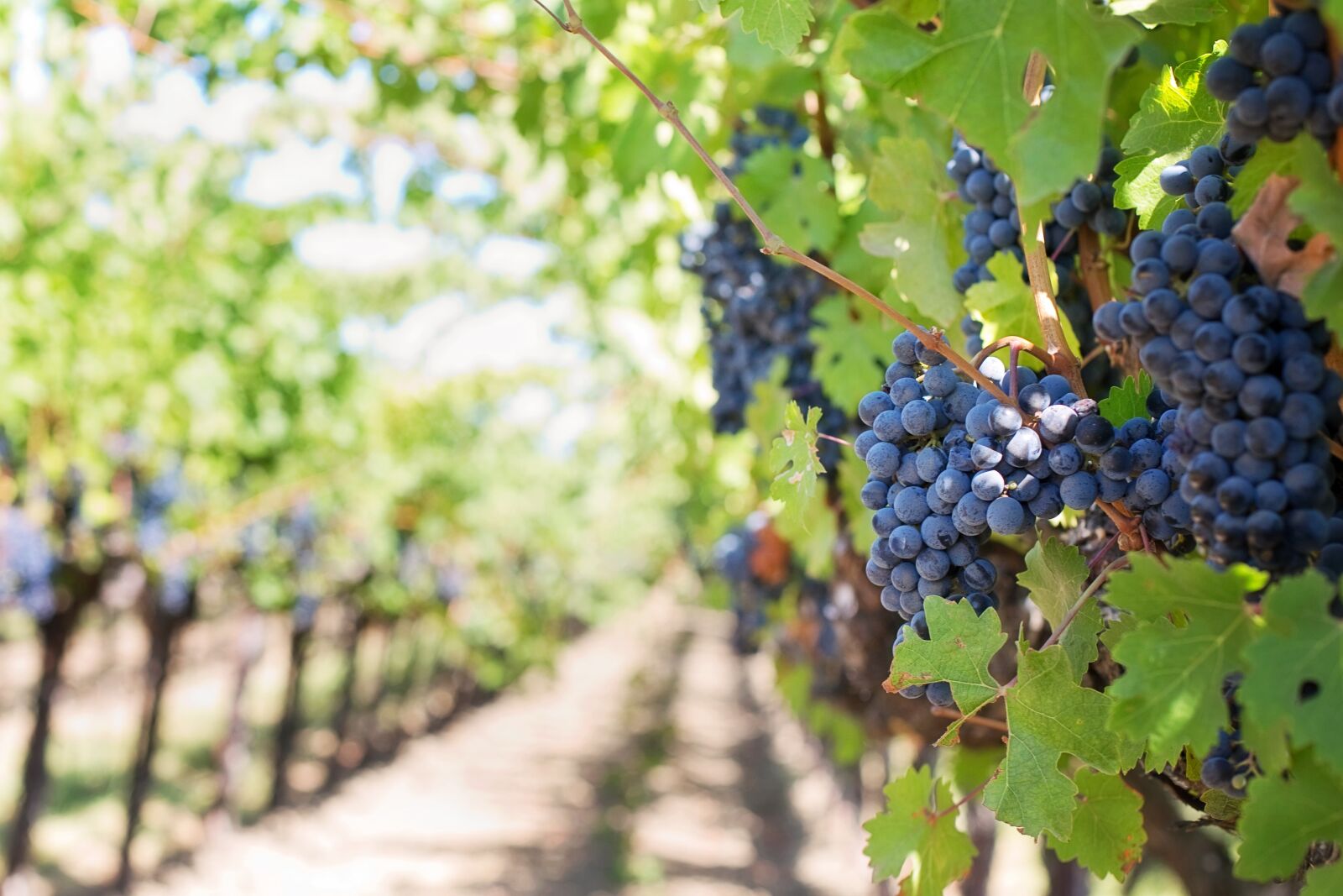 Canon EOS 5D Mark III sample photo. Grapes, on, vineyard, during photography