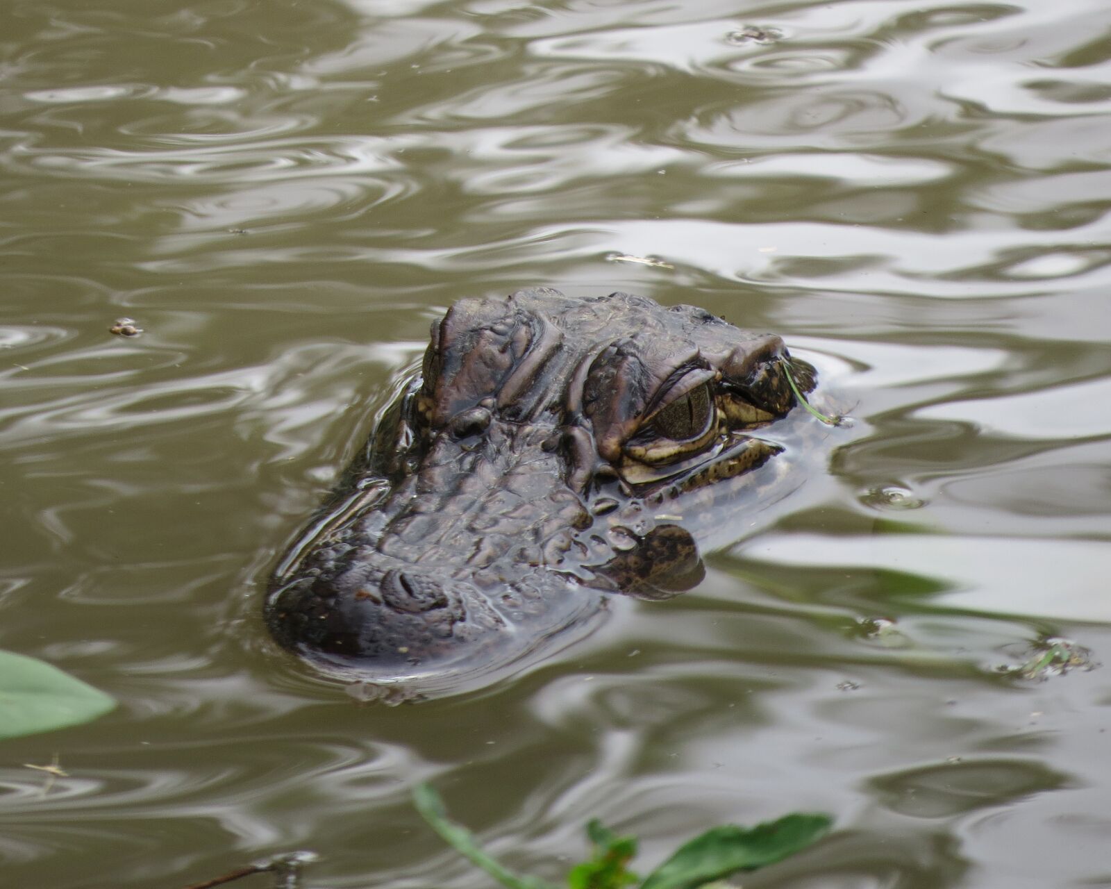 Canon PowerShot SX50 HS sample photo. Alligator, swamp, water photography
