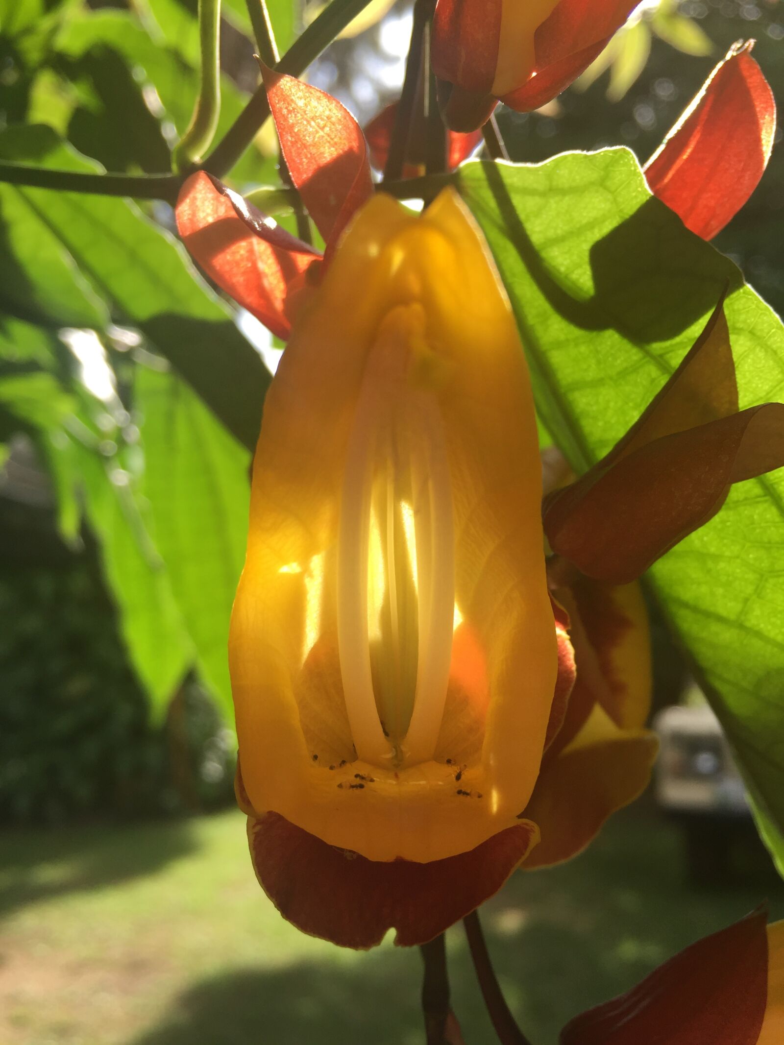 Apple iPhone 6 sample photo. Nature, colors, beauty photography