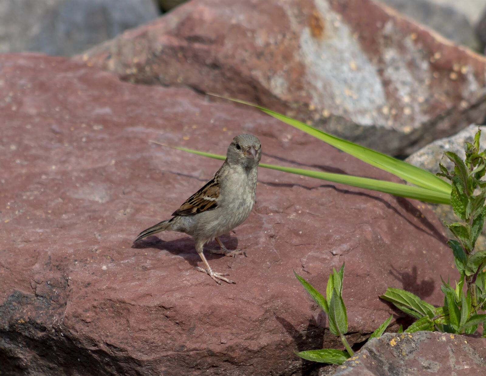 Canon EF75-300mm f/4-5.6 sample photo. Sparrow, bird, cute photography