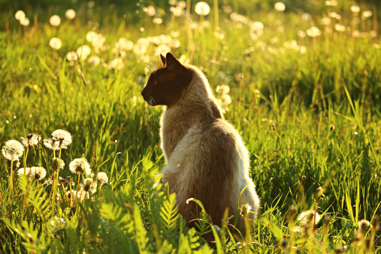 Canon EOS 100D (EOS Rebel SL1 / EOS Kiss X7) sample photo. Cat, mieze, siamese cat photography