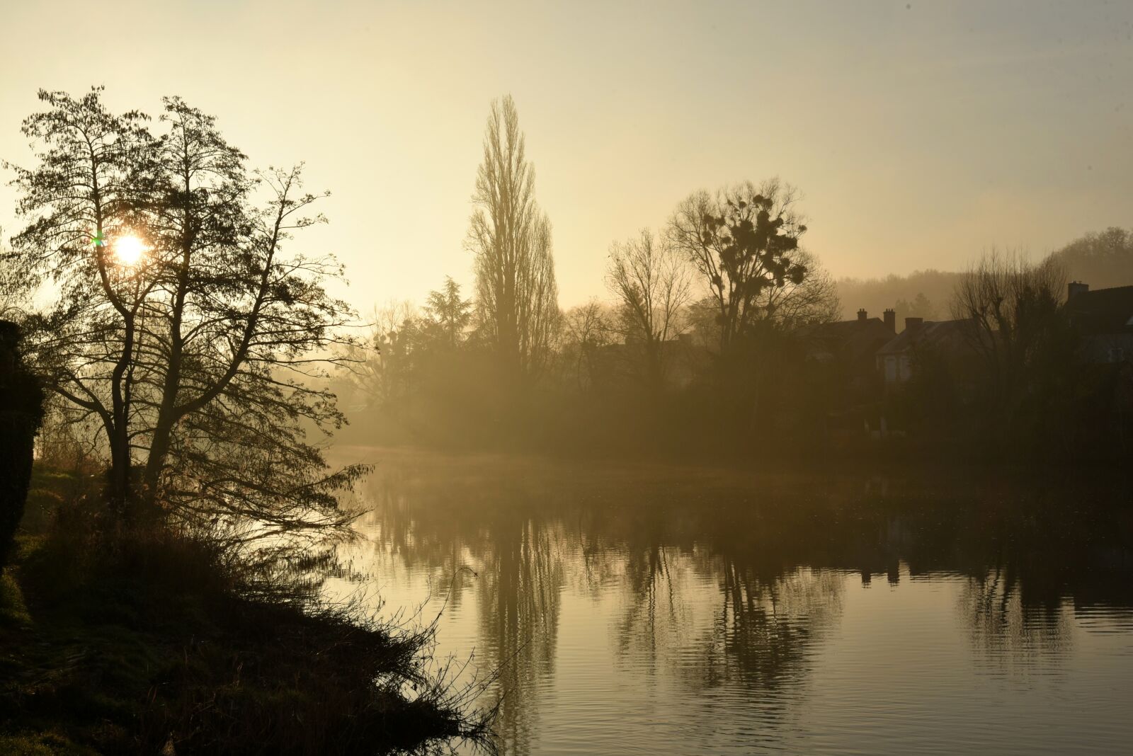 Nikon D750 sample photo. Nature, tree, dawn photography