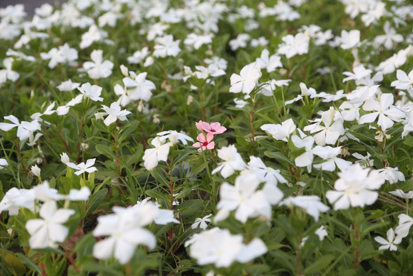 Canon EOS 6D + Canon EF 24-105mm F4L IS USM sample photo. Grass, flowers, flower photography
