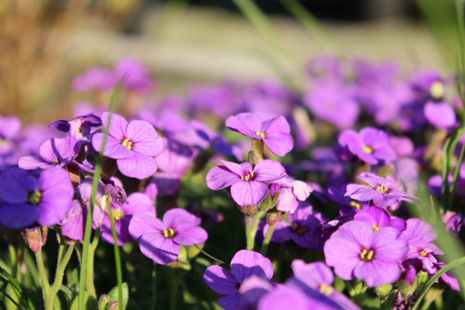 Canon EOS 600D (Rebel EOS T3i / EOS Kiss X5) sample photo. Blossom, spring, nature photography