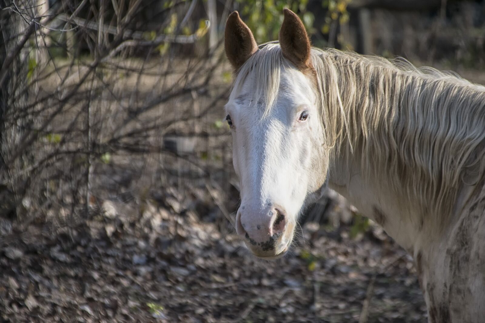 Nikon D5300 sample photo. Horse, portrait, looking photography