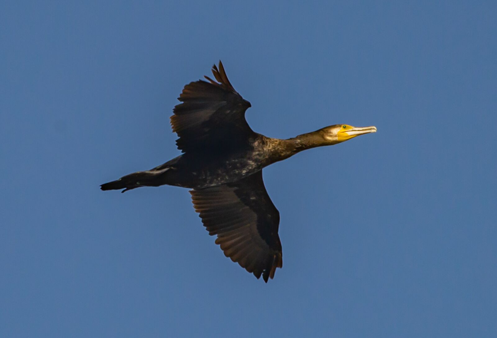 Canon EOS 5D Mark III sample photo. Cormorant, bird, flight photography