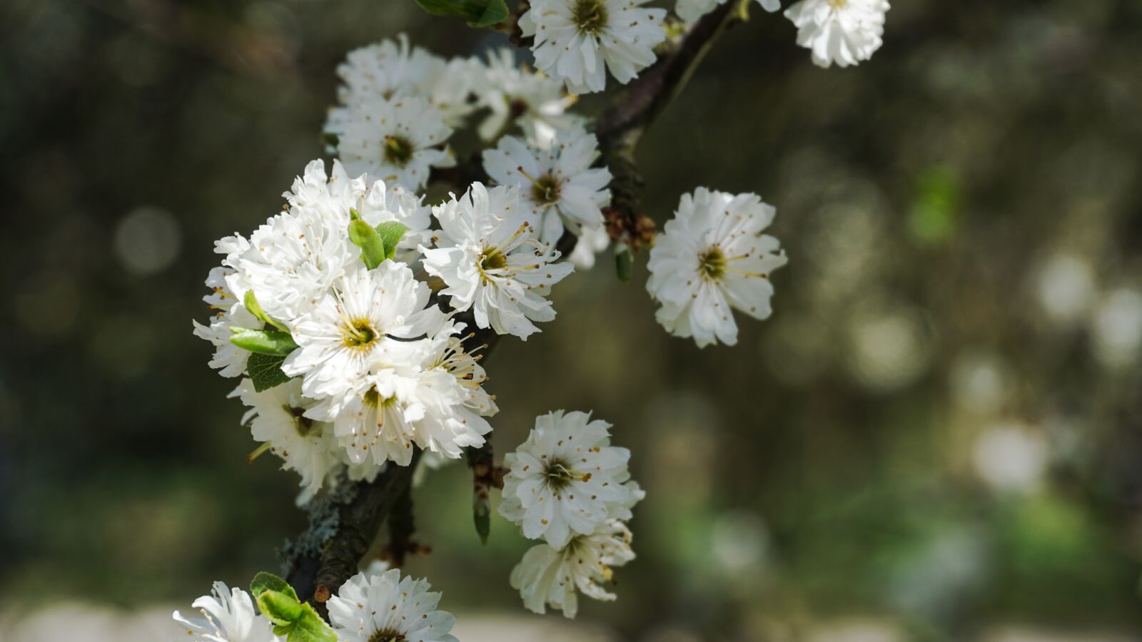 Sony a6000 sample photo. Nature, flowers, alnarp photography