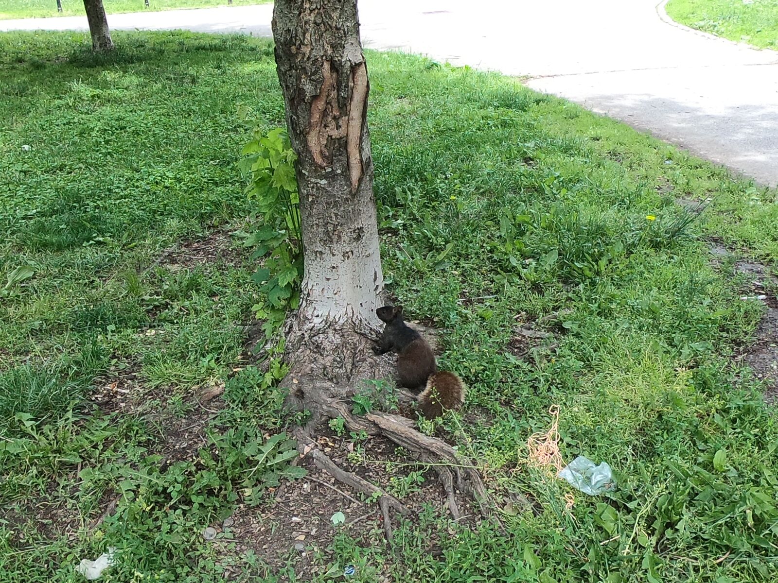 GoPro Hero6 Black sample photo. Squirrel, wildlife, park photography