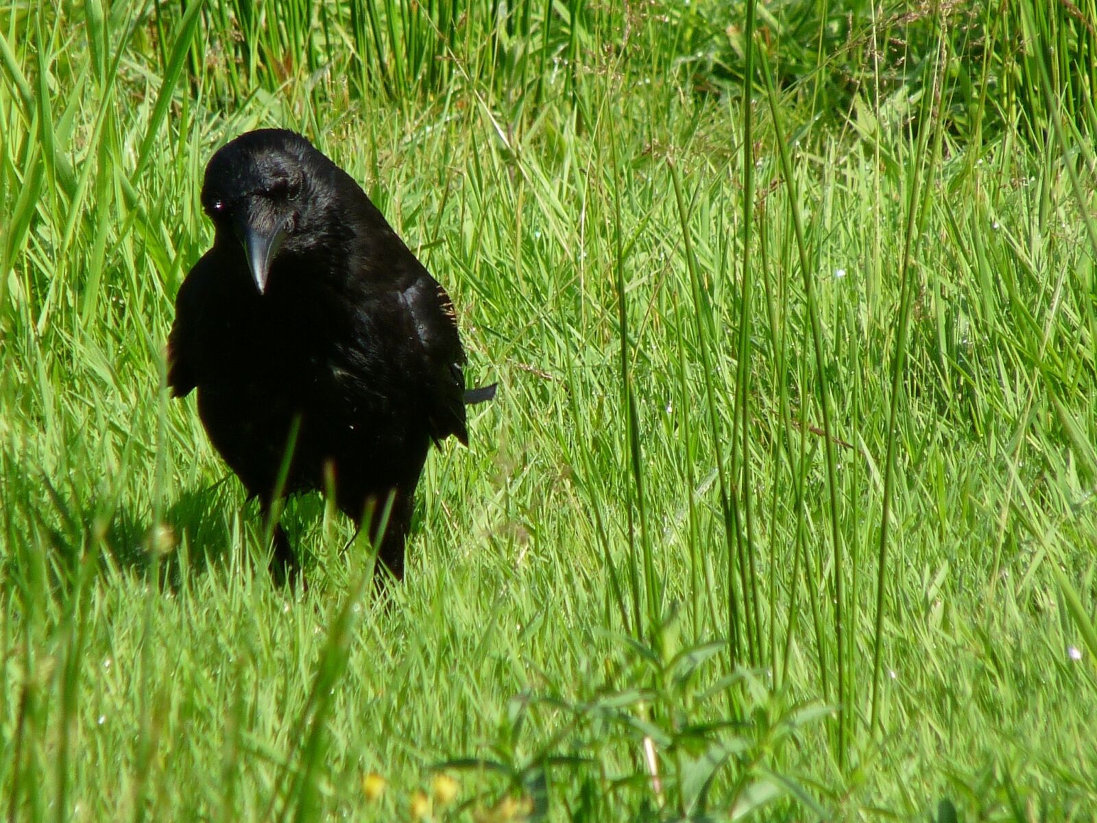 Panasonic Lumix DMC-FZ28 sample photo. Carrion crow, bird, nature photography