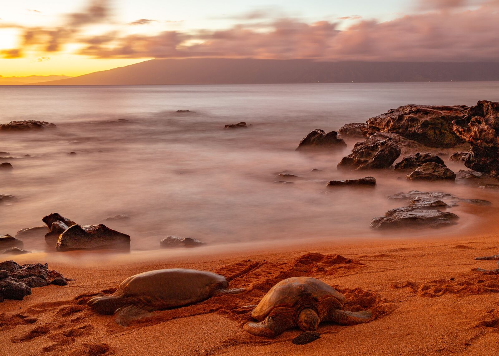 Canon EF 24-70mm F2.8L II USM sample photo. Turtles, sunset, turtle photography