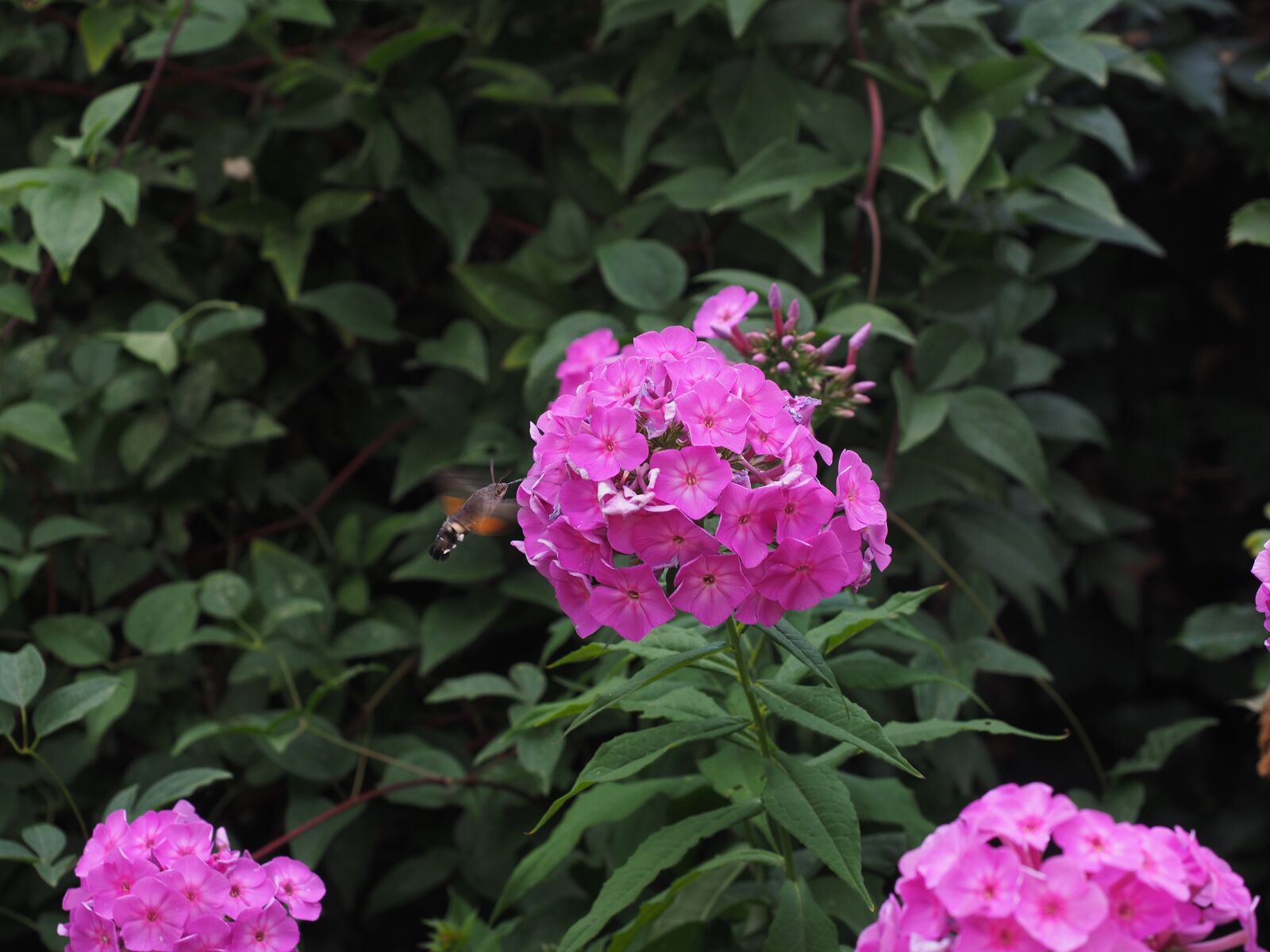 Olympus OM-D E-M1 + Olympus M.Zuiko Digital ED 12-40mm F2.8 Pro sample photo. Flame flowers, phlox, lock-up photography