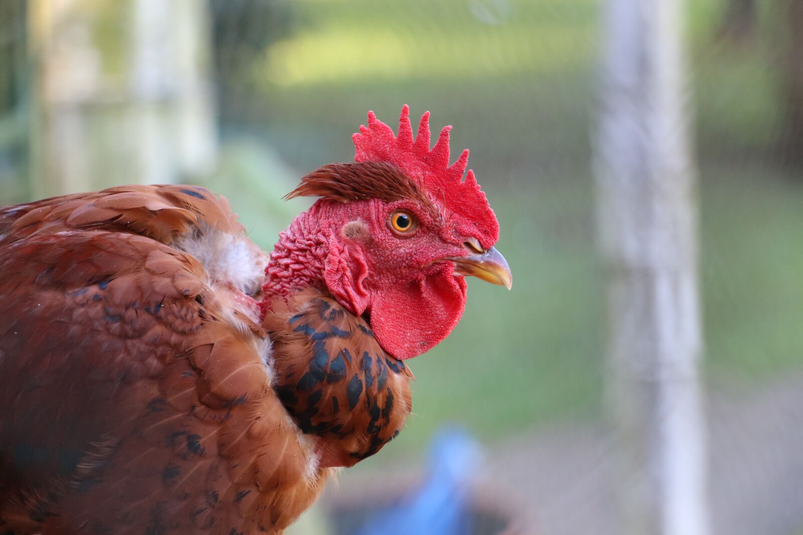 Canon EOS 70D sample photo. Red, chicken, look photography