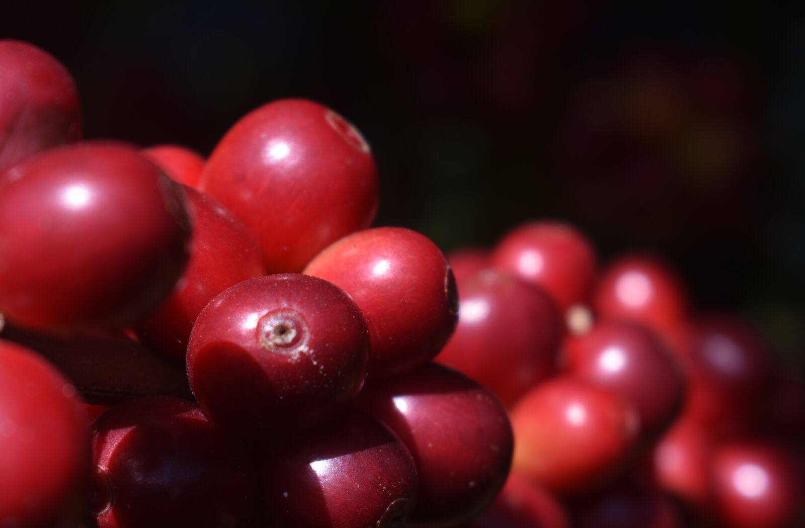 Nikon D3400 sample photo. Coffee, red, fruit photography