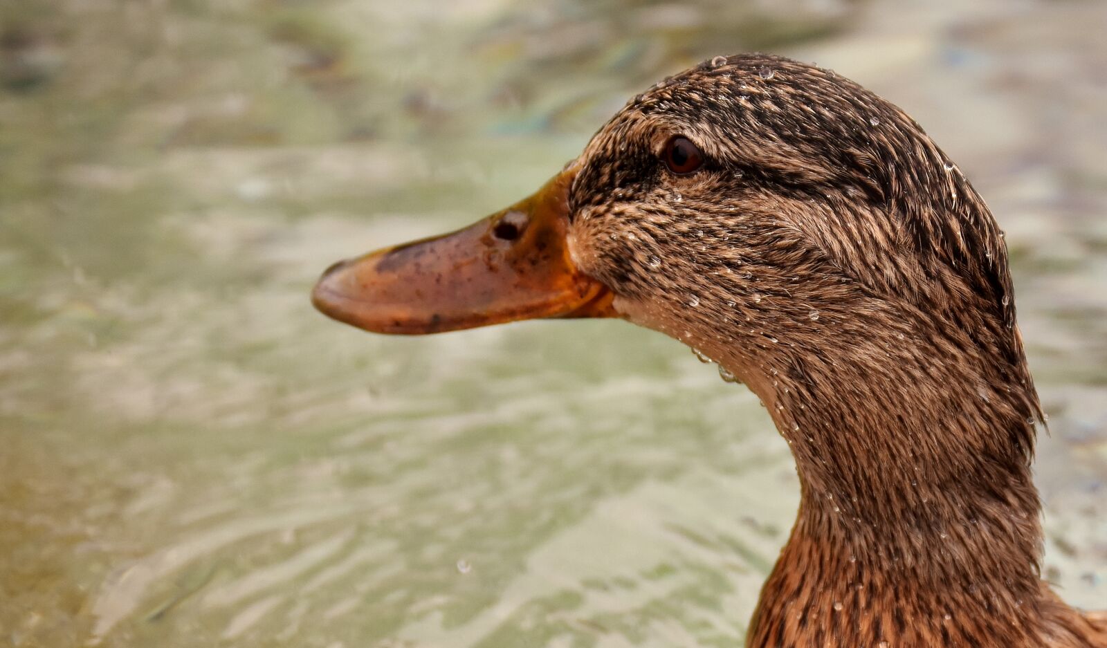 Nikon D7200 sample photo. Duck, mallard, water bird photography