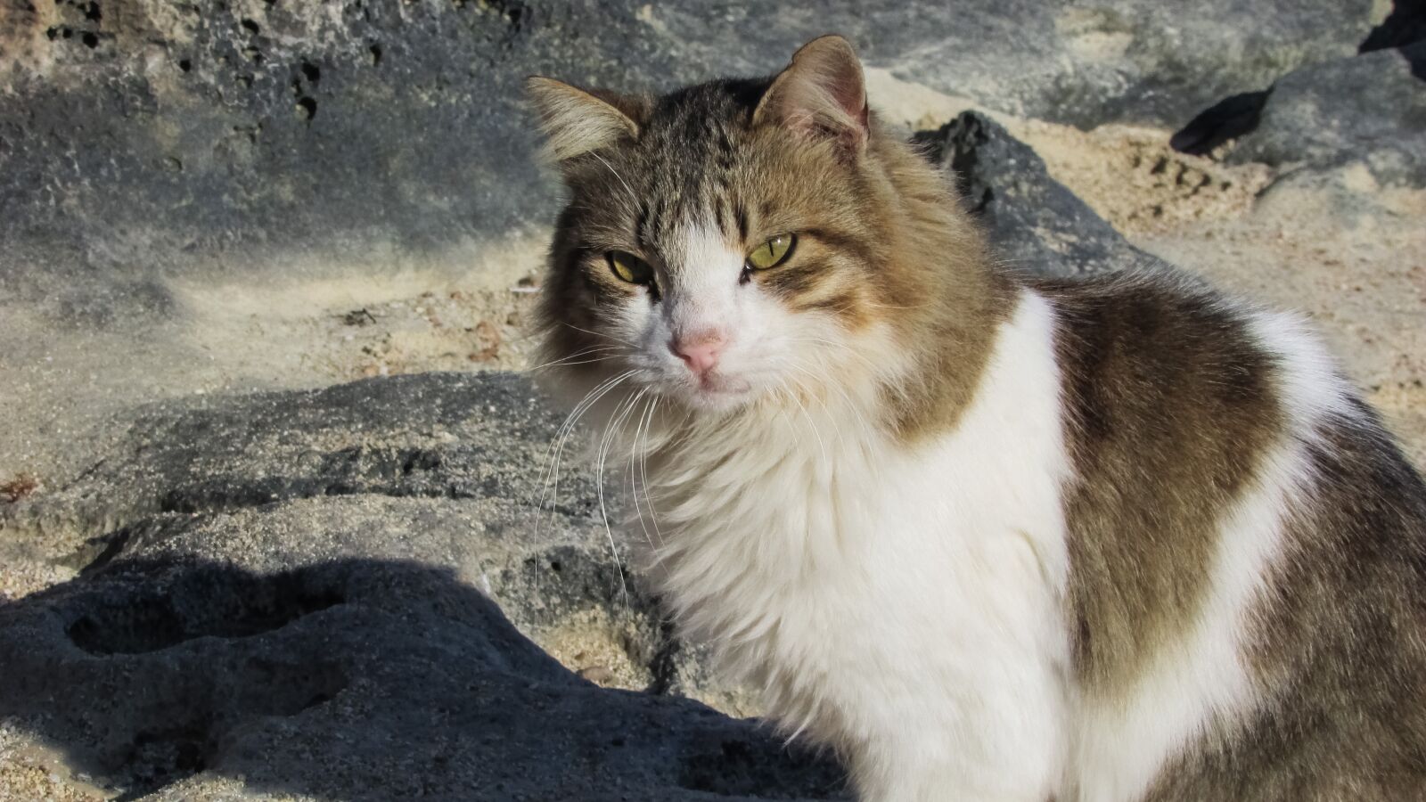 Canon PowerShot SX400 IS sample photo. Cat, stray, animal photography