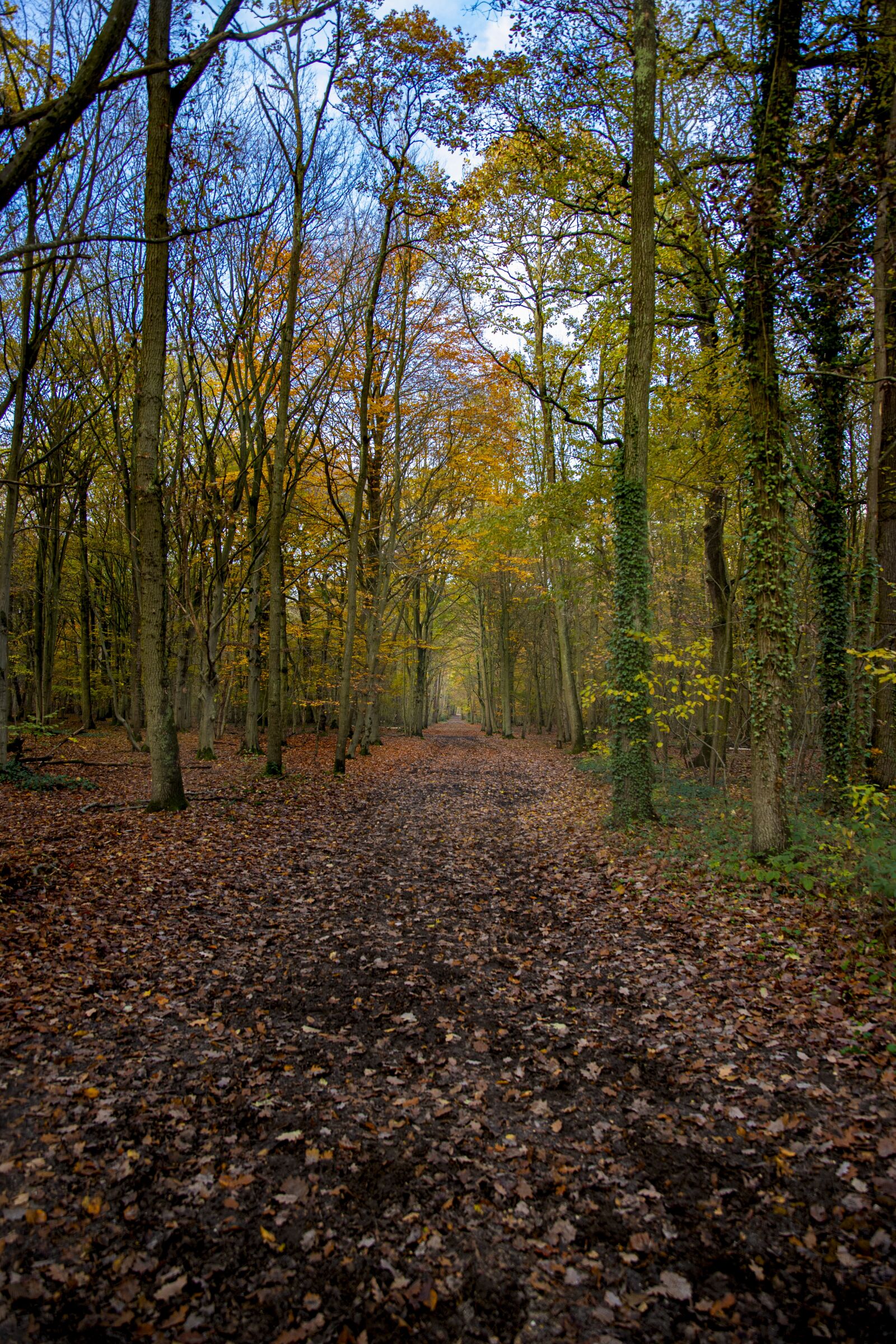 Canon 24-70mm F2.8 DG OS HSM | Art 017 sample photo. Tree, nature, picture photography