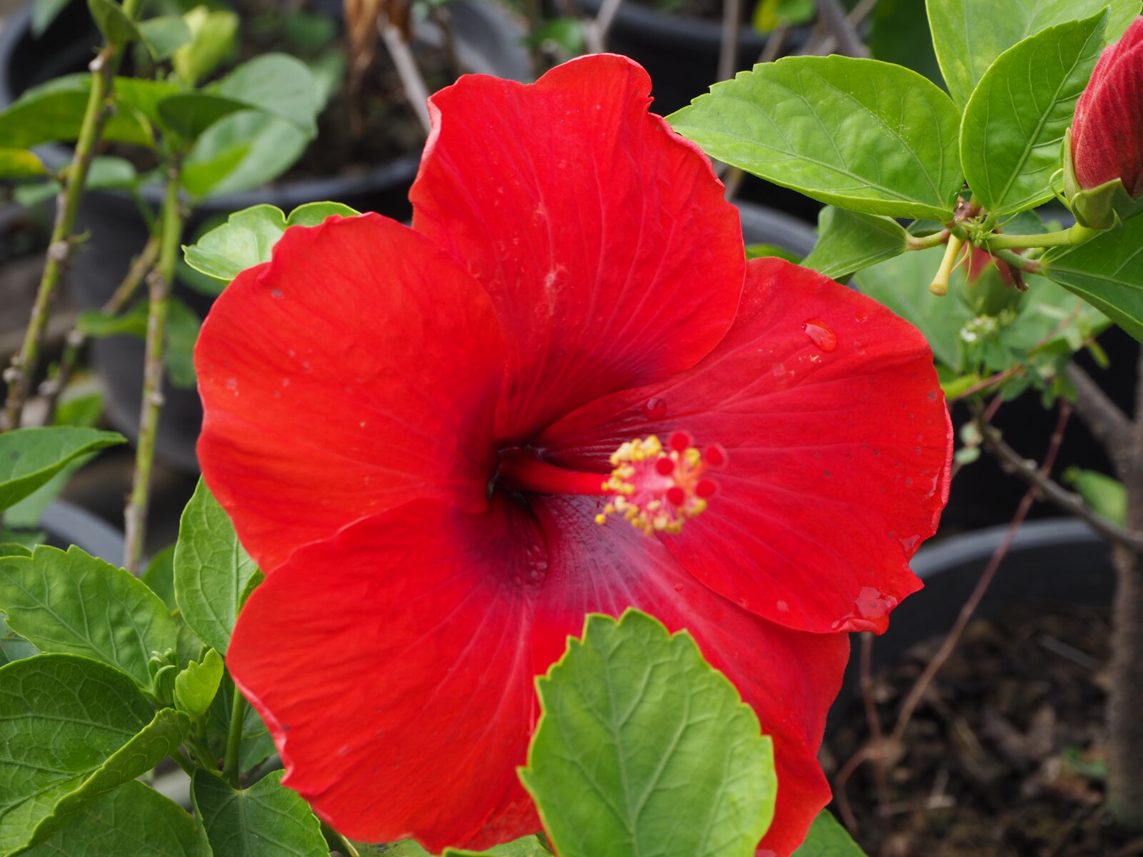 Olympus OM-D E-M10 II sample photo