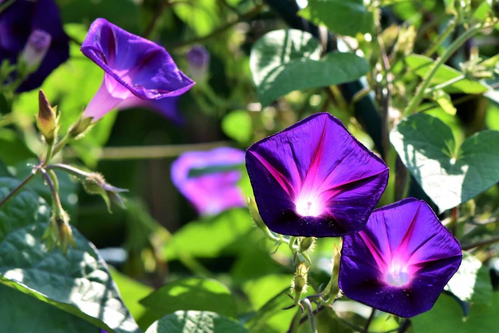 Nikon D7200 sample photo. Superb thread, morning glory photography