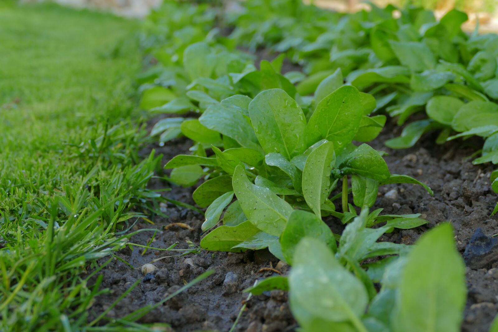 Panasonic Lumix DMC-FZ1000 sample photo. Spinach, soil, ground photography